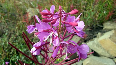 Fireweed am Dempster Highway